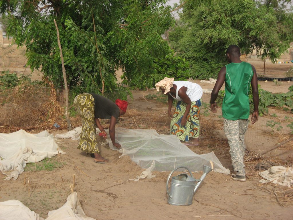  Cooperative members in Diender adjust protective mosquito netting.