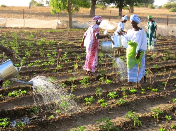 Cooperative members in Thieneba water their growing crops.