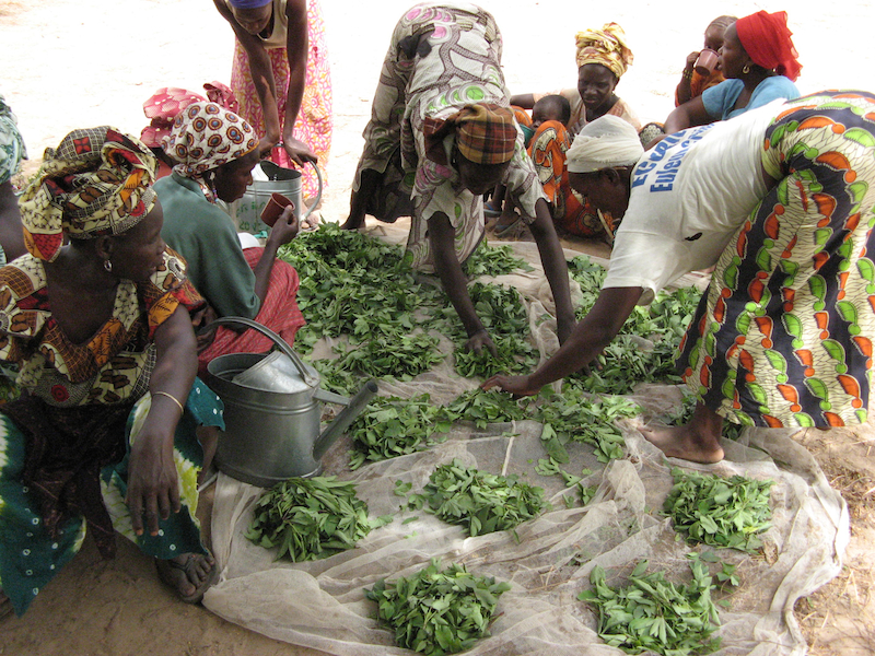 Cooperative members in Diender sort their bissap harvest.
