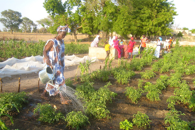 With access to clean, abundant water from solar-powered wells, CREATE! garden cooperatives grow vegetables year round.