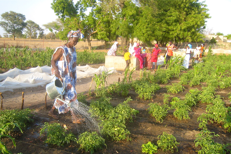 Cooperative members in Thieneba water their growing tomato plants.