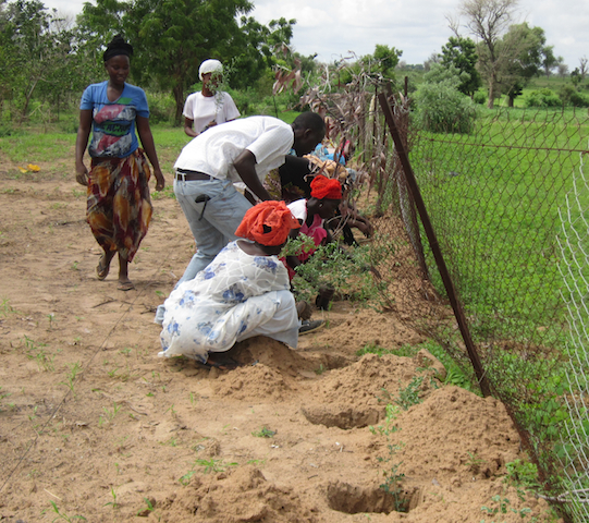 Cooperative members in Diender dig holes for tree seedlings near the existing fence. 