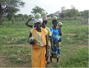 Ouarkhokh cooperative members carry some of the fruits of this year’s watermelon harvest.