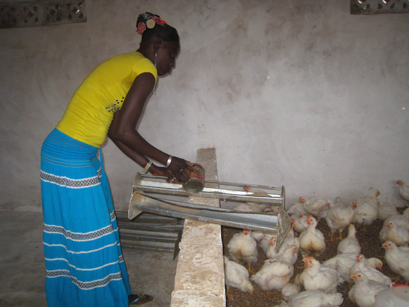 Walla Top places food in the chicken feeders.  Cooperative members stock the chickens’ feeders at night and remove them in the morning to ensure that the chickens do not overeat.