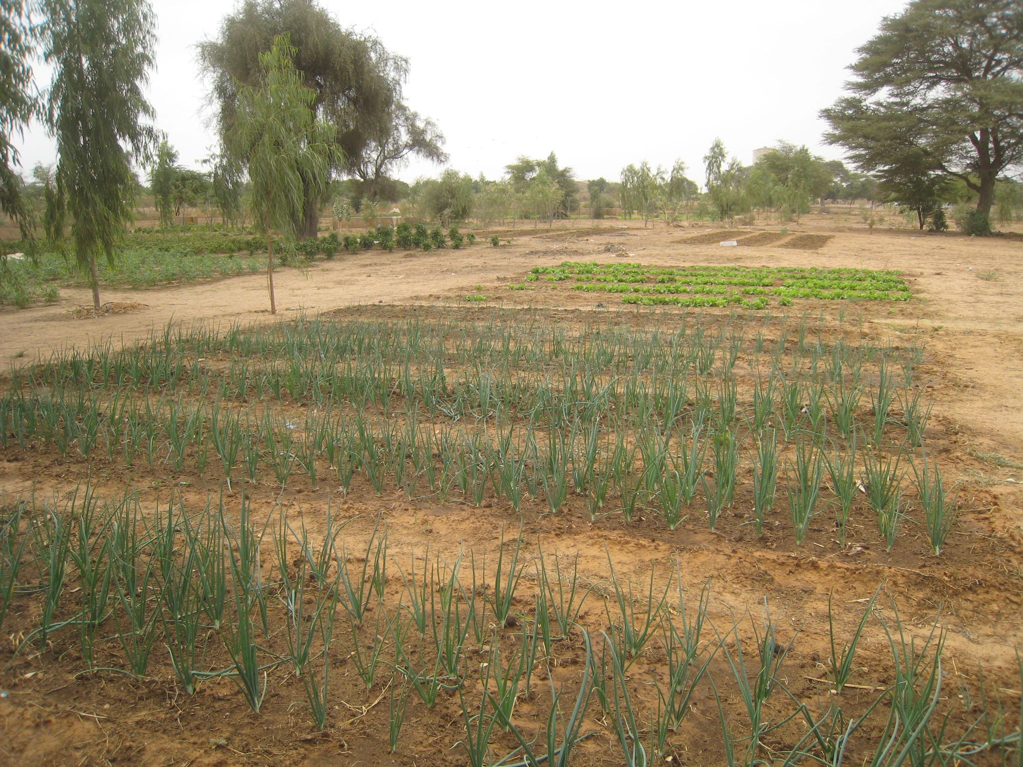 Thanks to water access, the Ouarkhokh cooperative is now able to produce a variety of crops, including these onions, throughout the year.