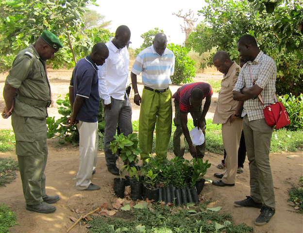 CREATE! has partnered with local representatives of the Senegalese Department of Water and Forestry to train community members in the care and planting of tree seedlings (like those pictured here). These trees grow to provide shade and improve the environment in Diender, as seen in the background in the Diender community garden.