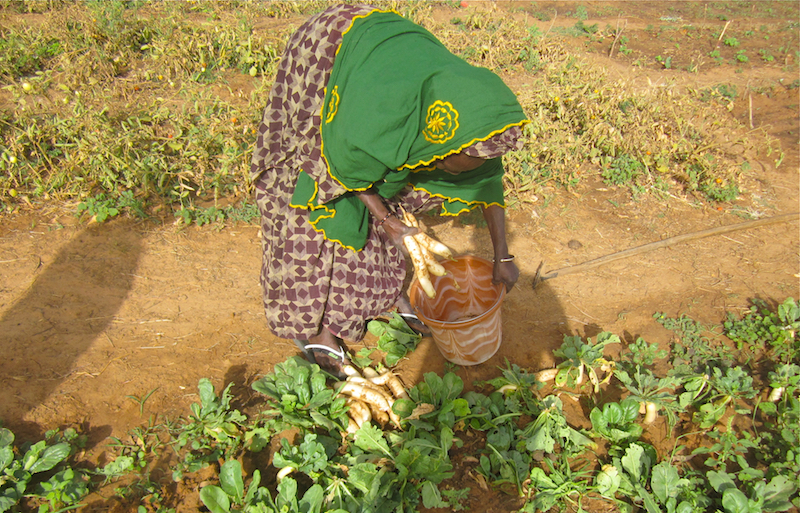 After selling vegetables, like these turnips, in local markets, cooperative members use their profits to purchase additional seeds and gardening supplies. 