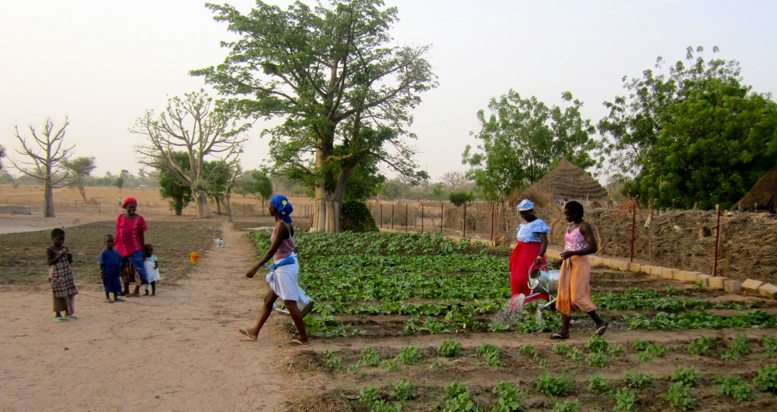 Even though it is now the dry season, the garden in Walo is already thriving thanks to access to water and training from CREATE! field technicians.