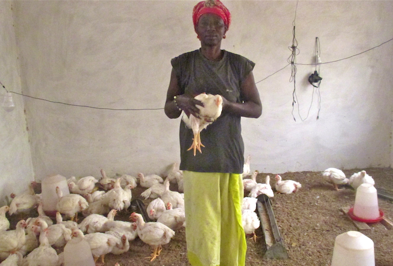 Cooperative members raise chickens as a source of protein and income for their families.