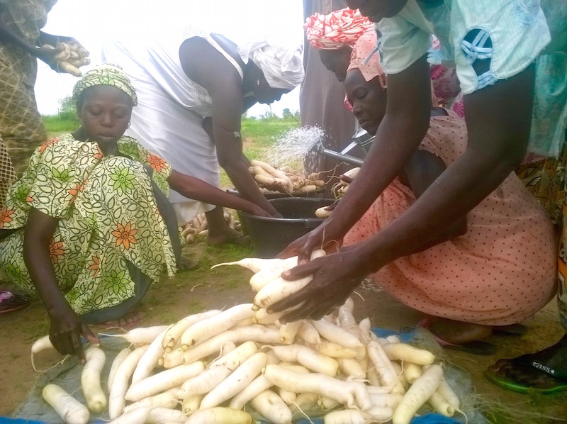Women with harvested vegetables
