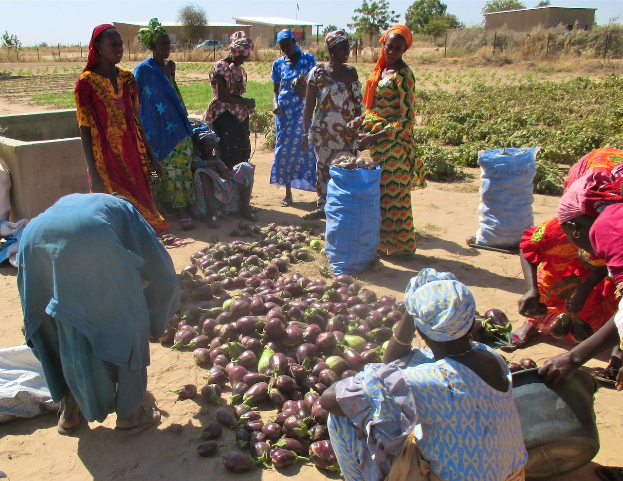 Eggplant harvest in Darou Diadji