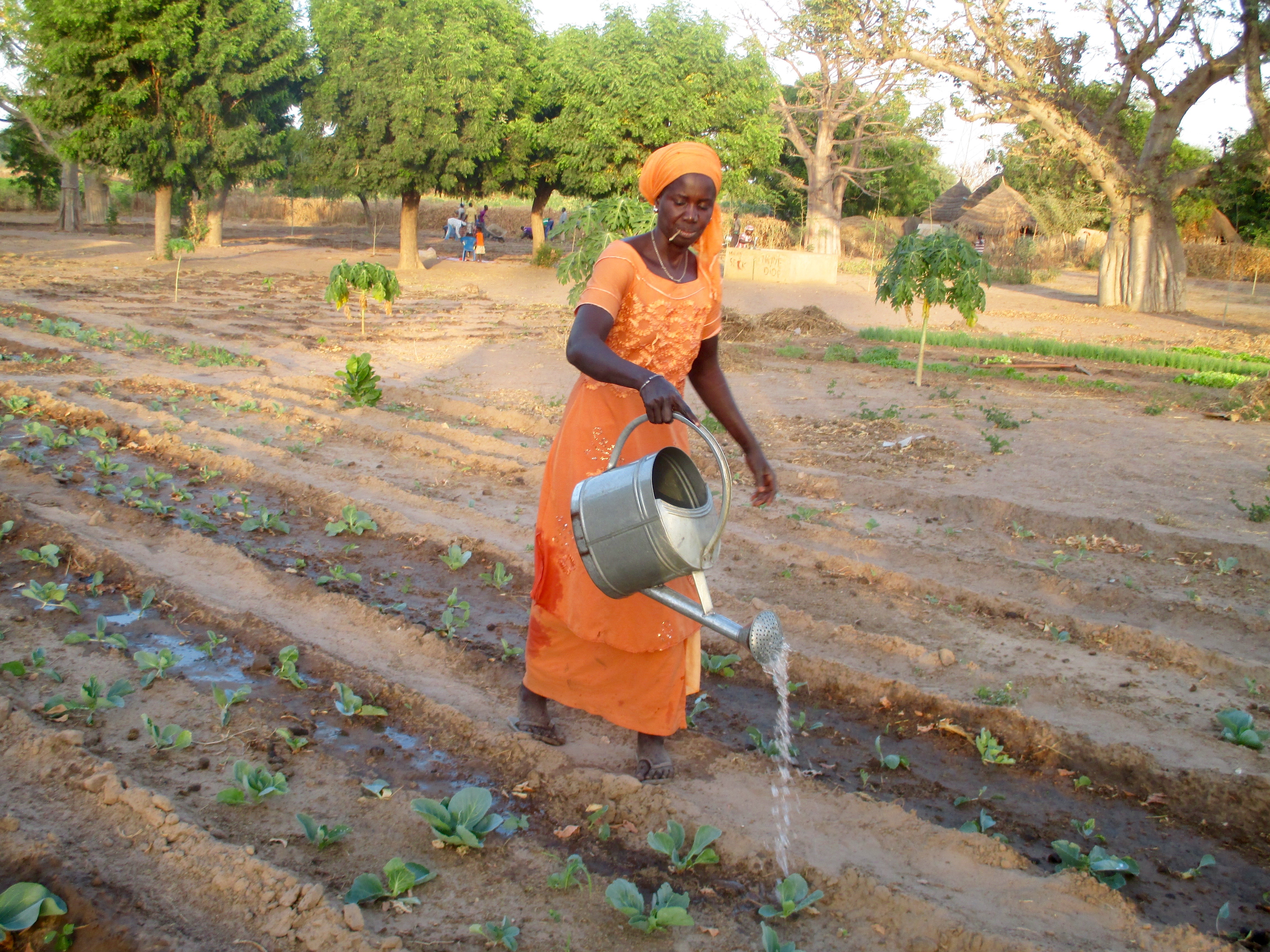 Developing Rural Communities: Watering in the Walo garden