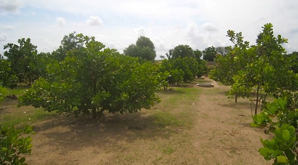 Thriving cashew trees