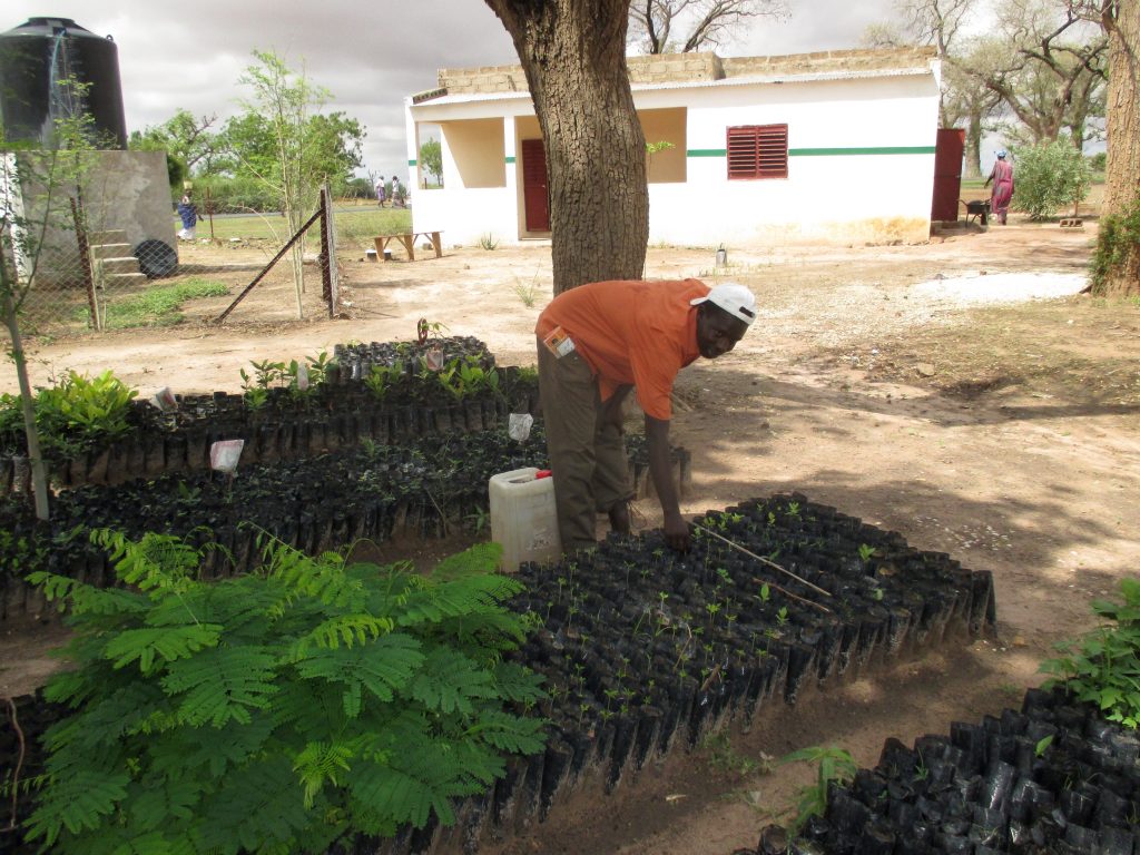 2016 Tree Planting Campaign in Senegal in full swing!