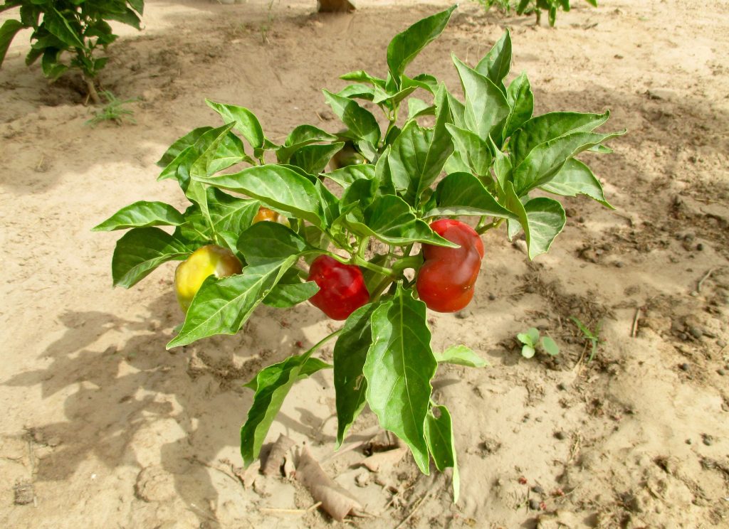 Transforming the Desert: Bell pepper plant