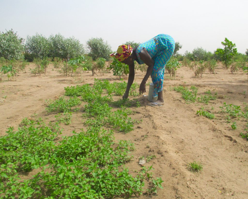 Transforming the Desert: planting mint crops