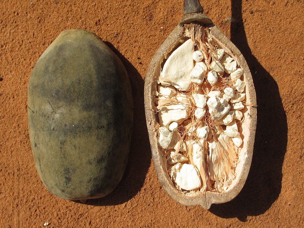 Baobab fruit is a popular ingredient in dishes eaten during Easter in Senegal