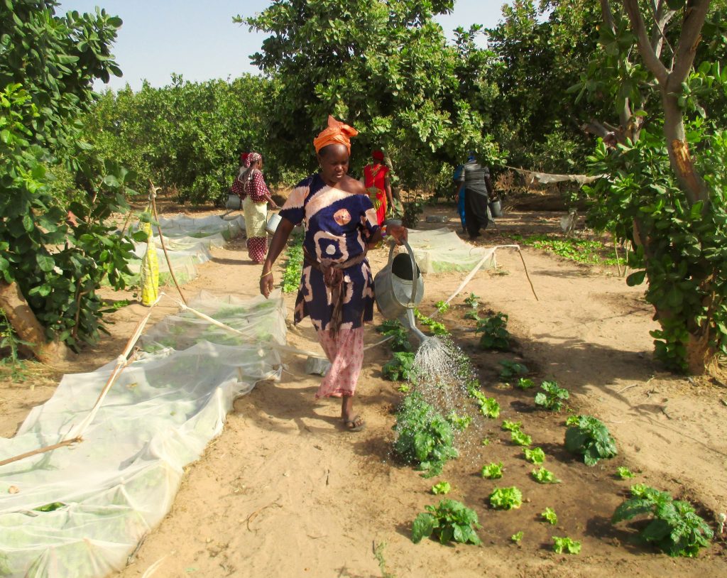 Watering vegetables during Ramadan in Senegal