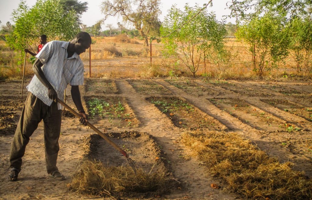 Photo Highlights from Senegal: Men work in the village garden