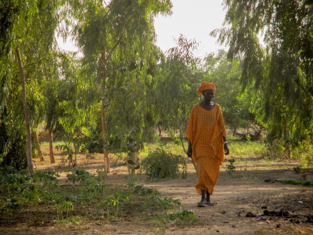 Photo Highlights from Senegal: Trees provide shade in the village of Ouarkhokh