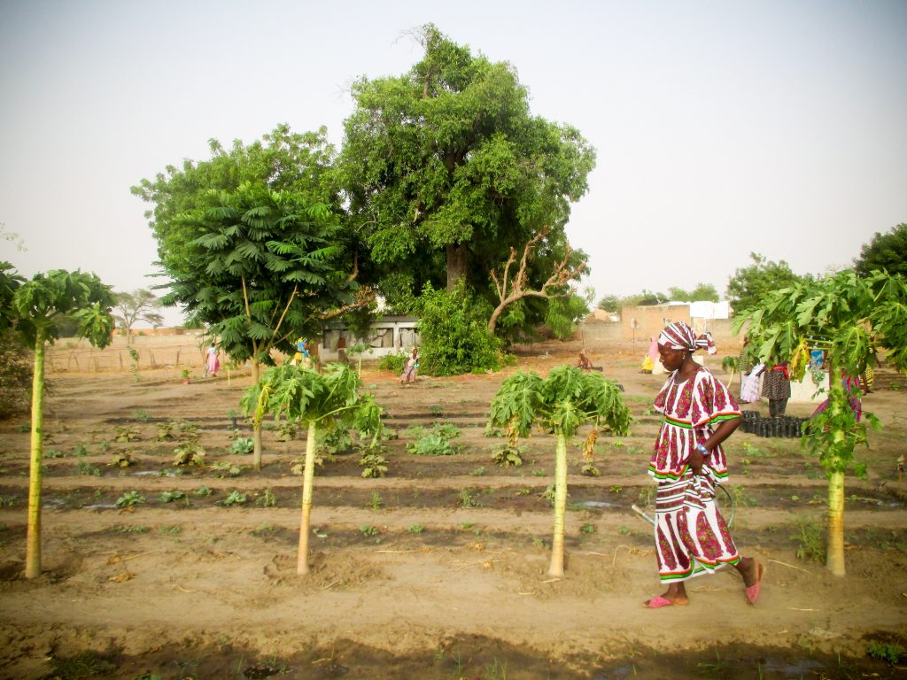 Photo Highlights from Senegal: Women in Thienaba maintain the village's fruit trees