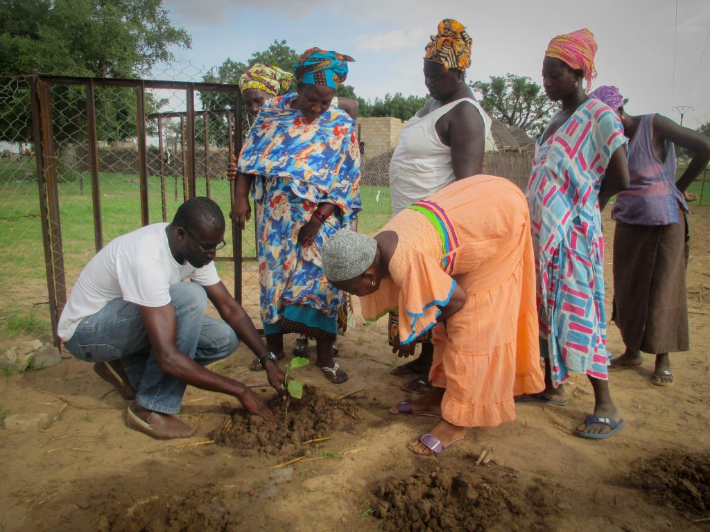 Photos from Senegal: Gardening in Mboss