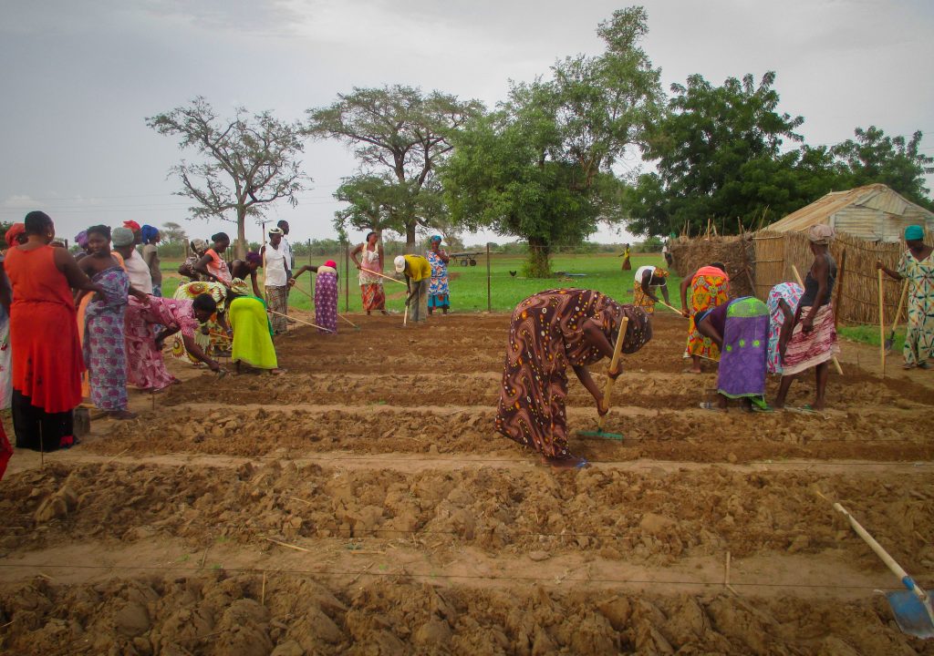 Photos from Senegal: Tending fields in Mboss