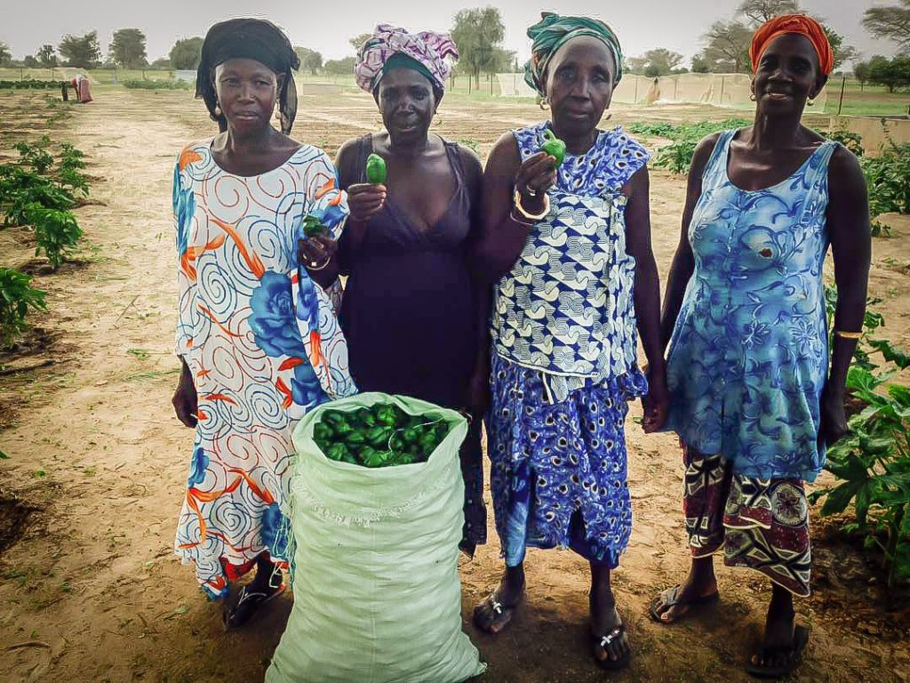 Photos from Senegal: Pepper harvest in Keur Daouda