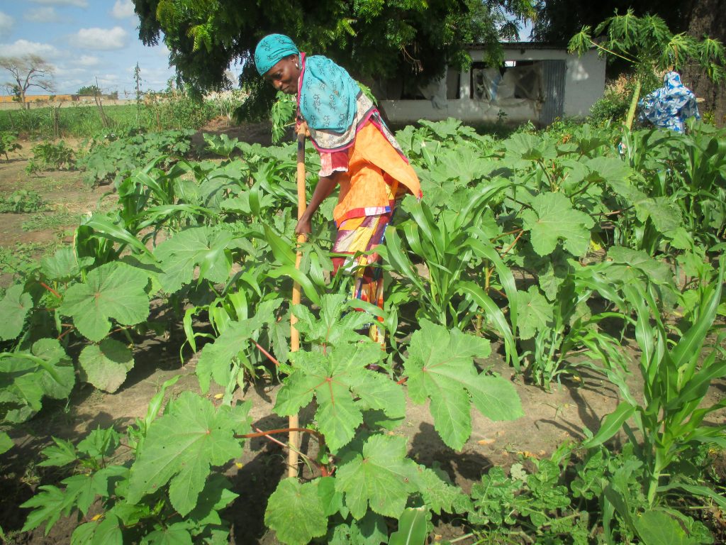 Sokhna invests earnings from her garden in the VSLA program
