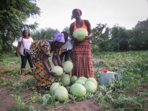 Photos from rural Senegal: Watermelons in Walo