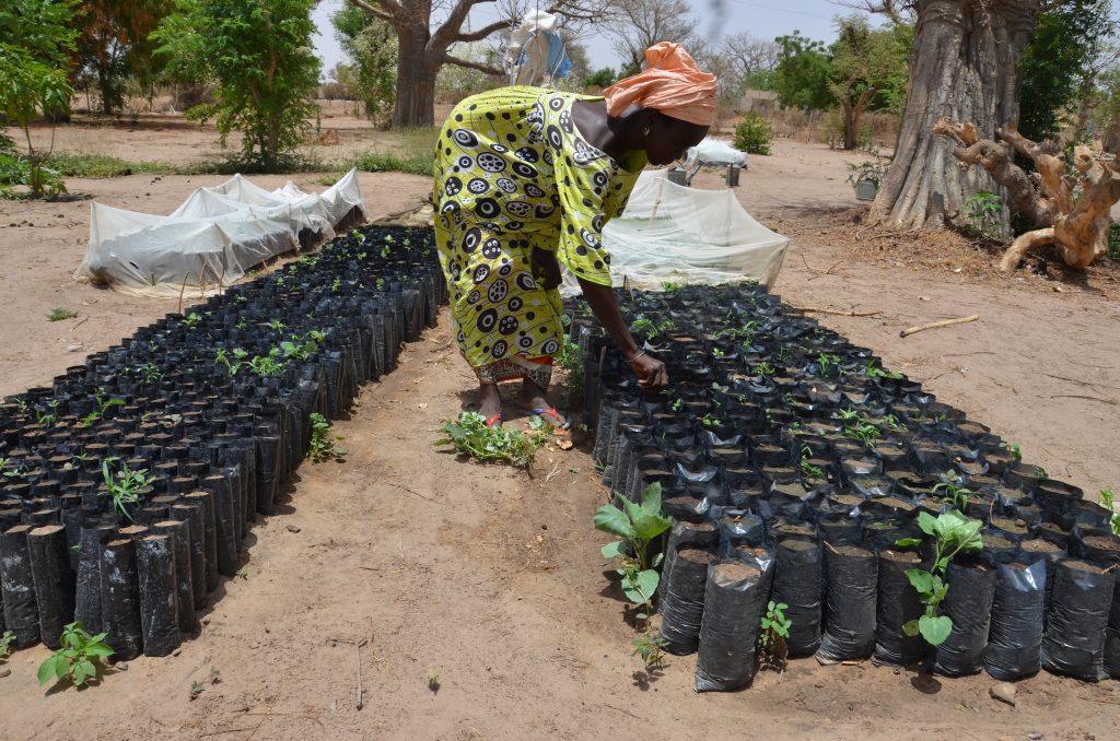Tree planting in Senegal