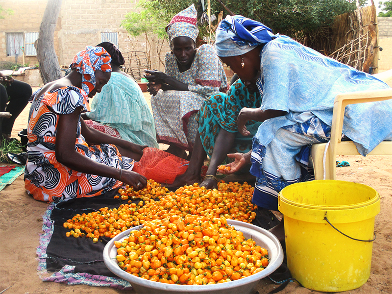 food security in Senegal